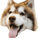 Image iconne