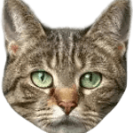 Image iconne