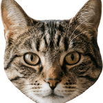 Image iconne