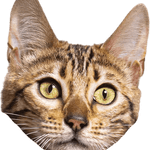 Image iconne