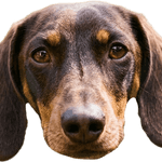 Image iconne