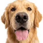 Image iconne