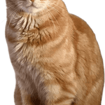 Image iconne