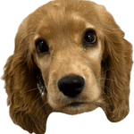 Image iconne